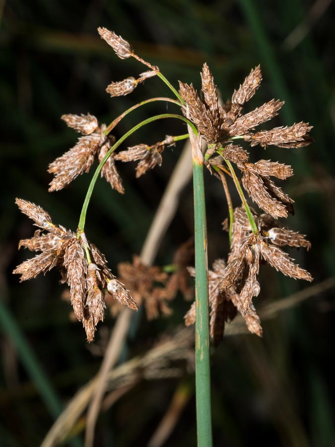 In torrente pedemontano - Schoenoplectus lacustris